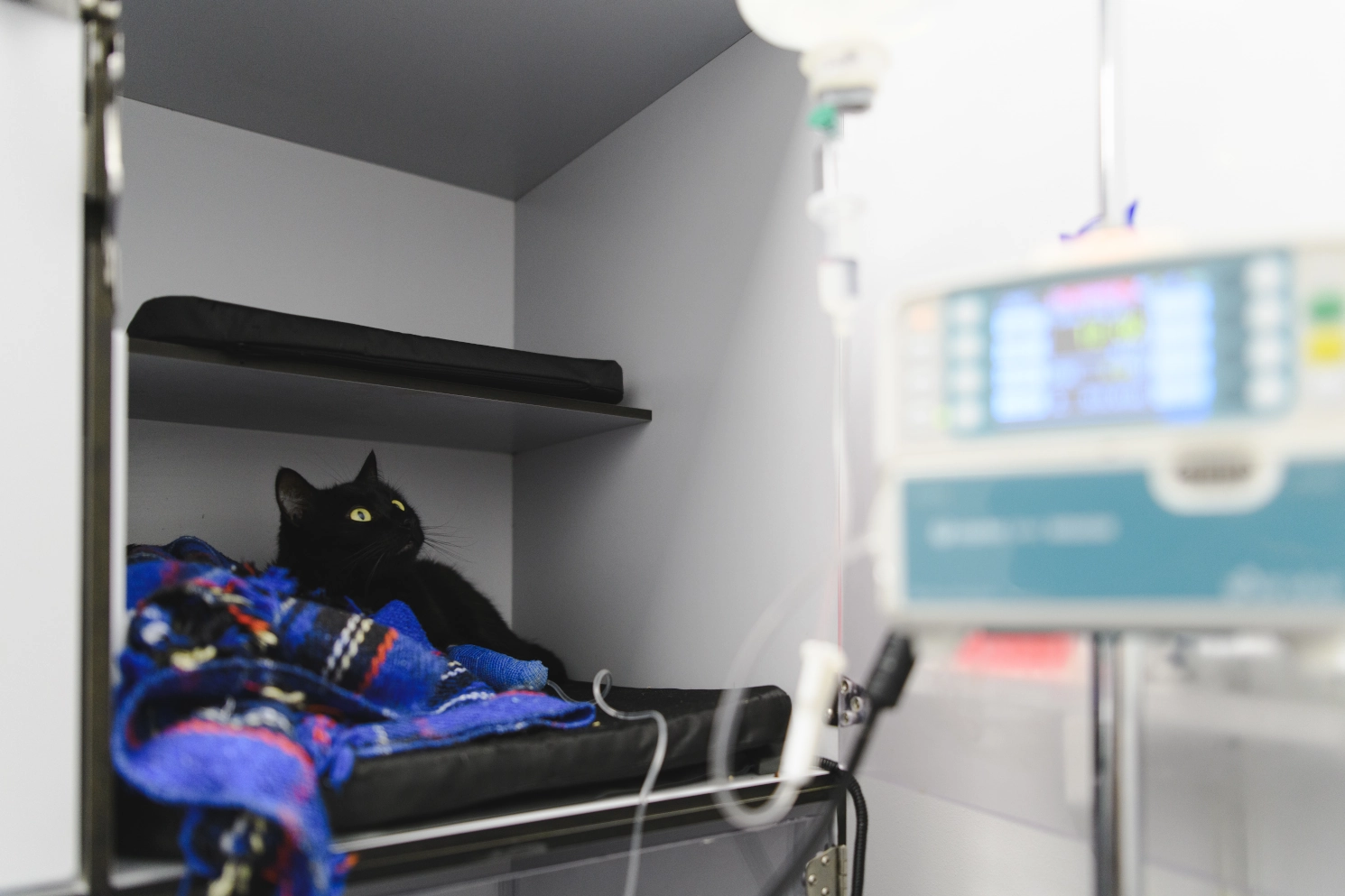Hospitalització felina